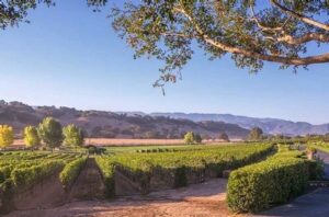 rusack-vineyard-solvang