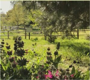 santa-ynez-valley-botanic-gardens