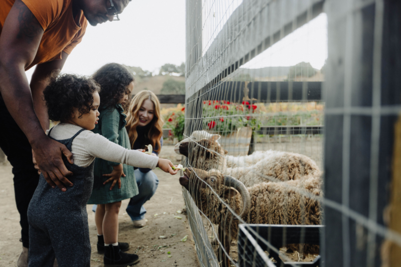 Family feeding animals at Vega Vineyard in Buellton, California. Family-Friendly trip to Santa Ynez Valley