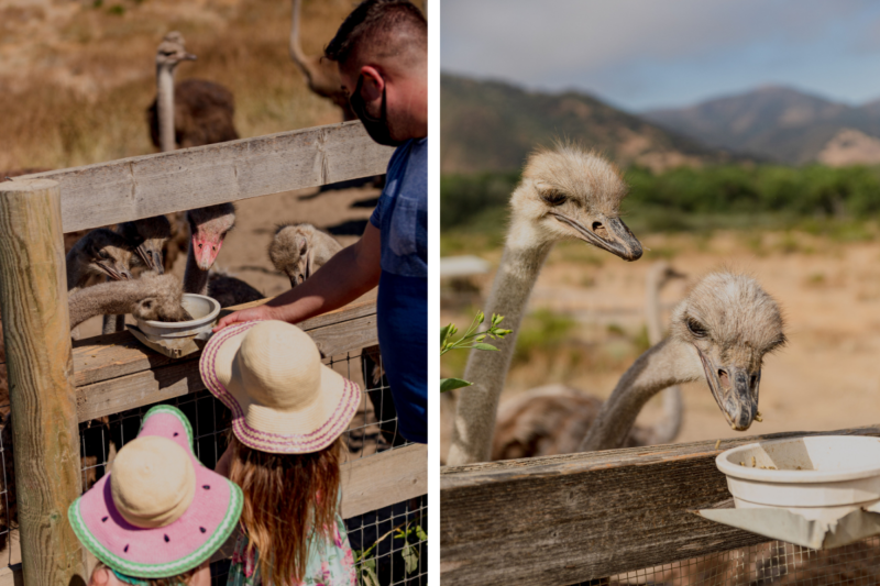 Plan a Family-Friendly Trip to the Santa Ynez Valley, CA Family feeding ostriches at Ostrichland USA in Buellton, California
