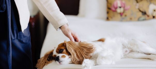 Dog friendly hotels and restaurants
