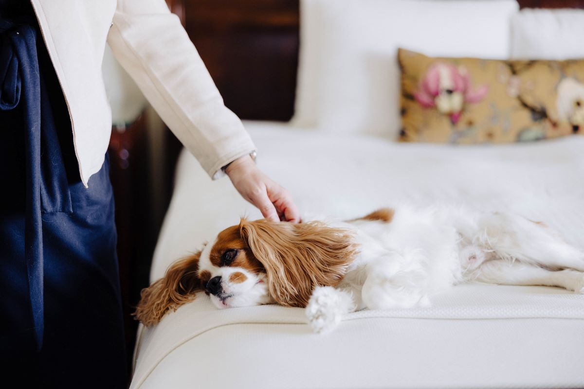 Dog friendly hotels and restaurants