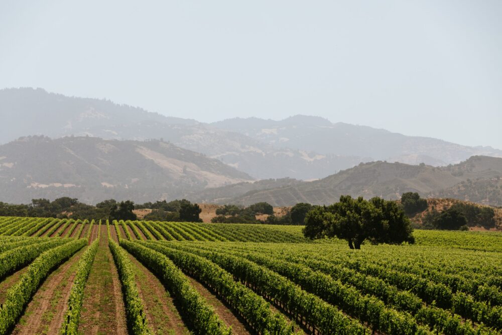 Santa Ynez Valley Vineyard with Los Padres Forest Mountains