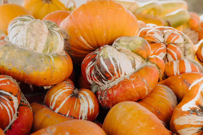 Solvang-Farmer-pumpkin-patch