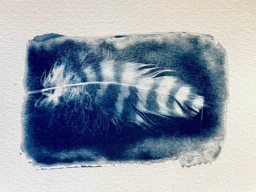 Explore Regional Biodiversity Through Cyanotype Printing