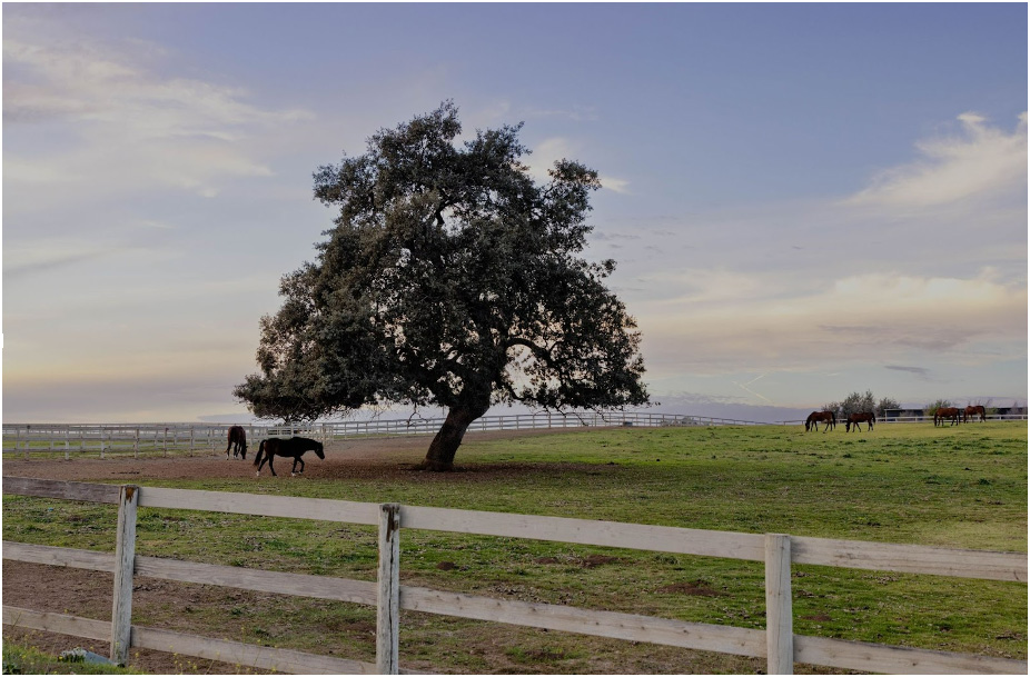 oak-tree-scenic-view