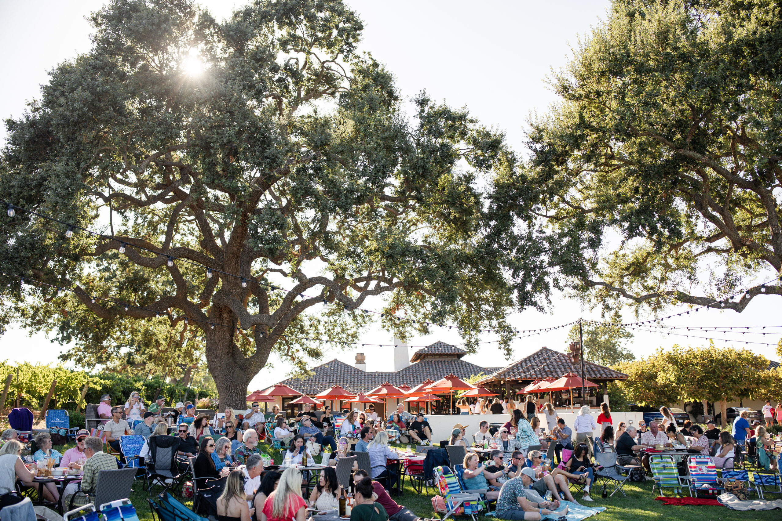 Concert in the Vines