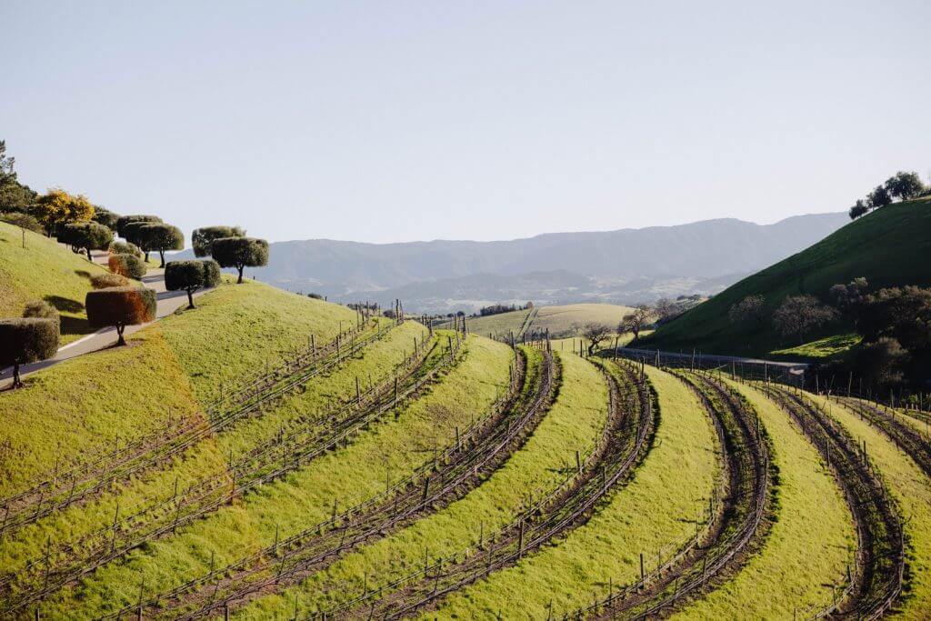Hillside vineyard
