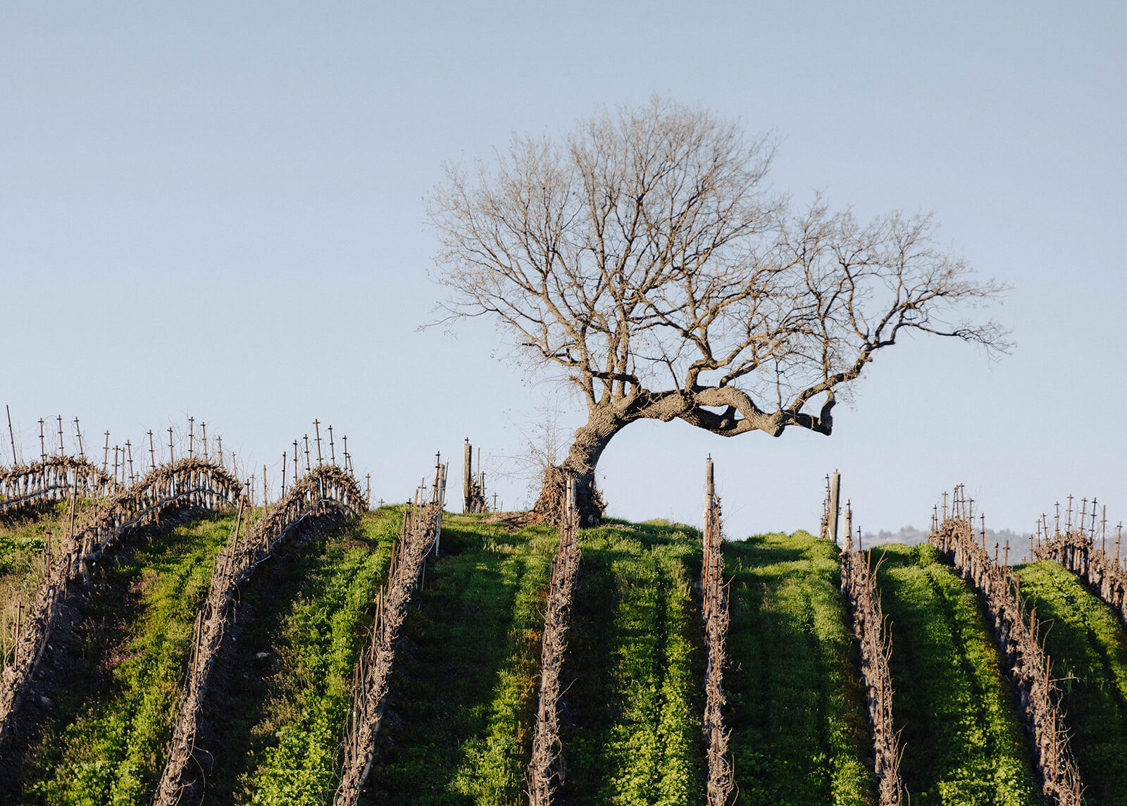 Bare tree on the top of a hillside vineyard