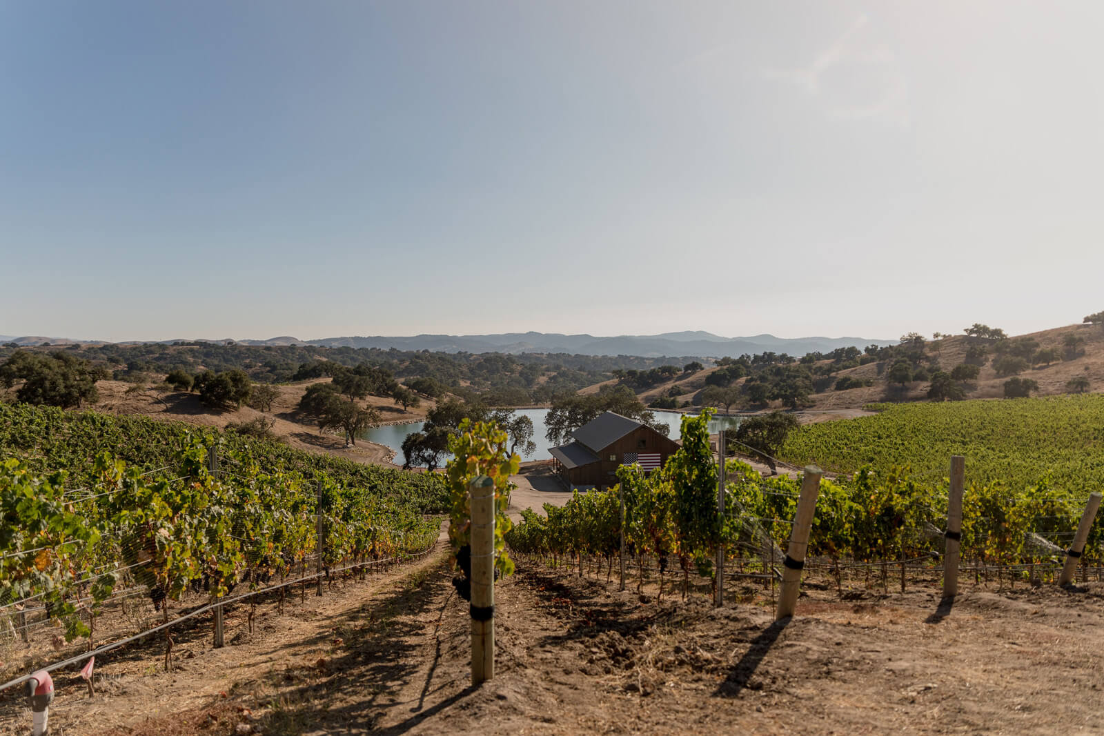 Downhill vineyard in the Santa Ynez Valley