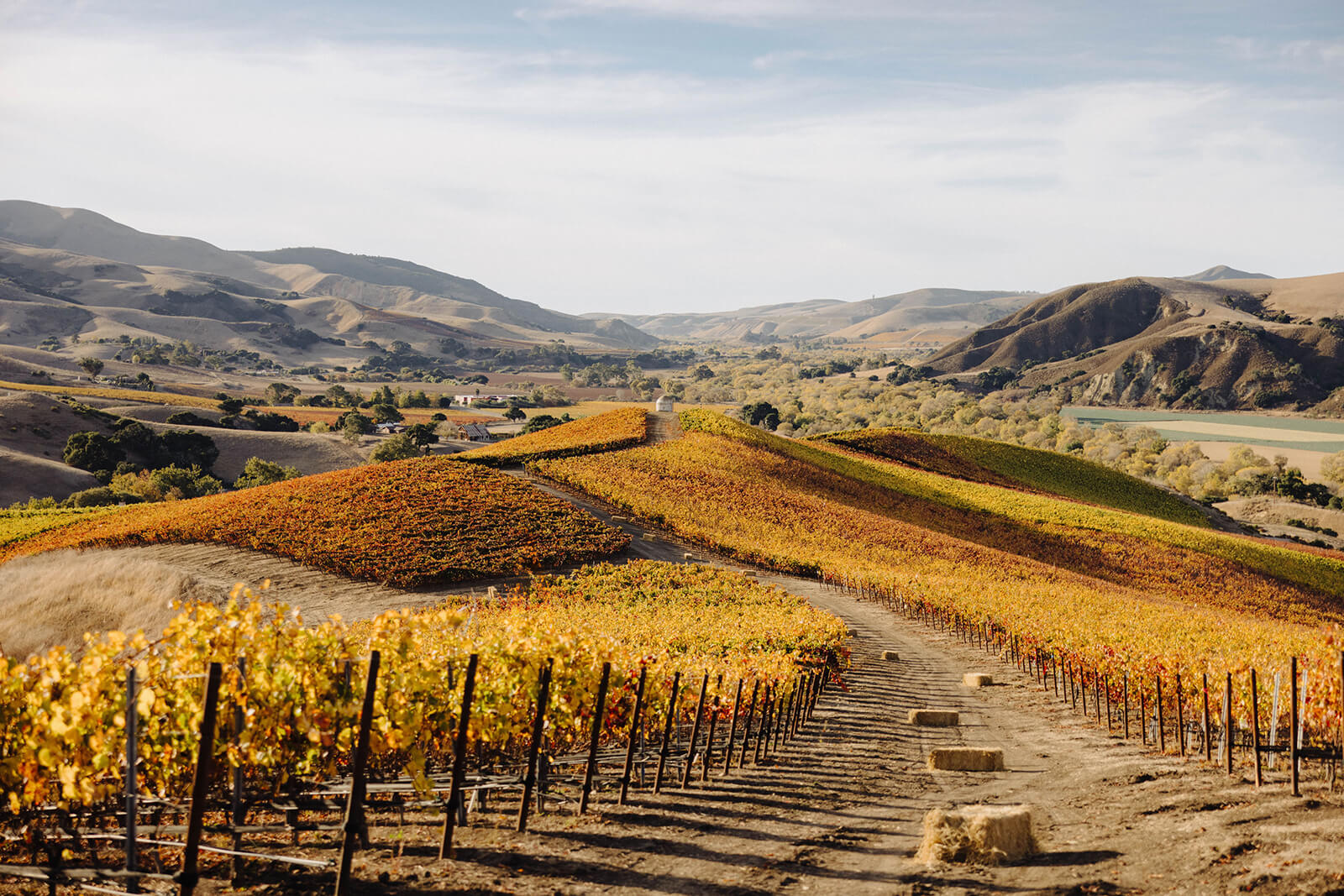 Fall colors at a vineyard in the Santa Ynez Valley