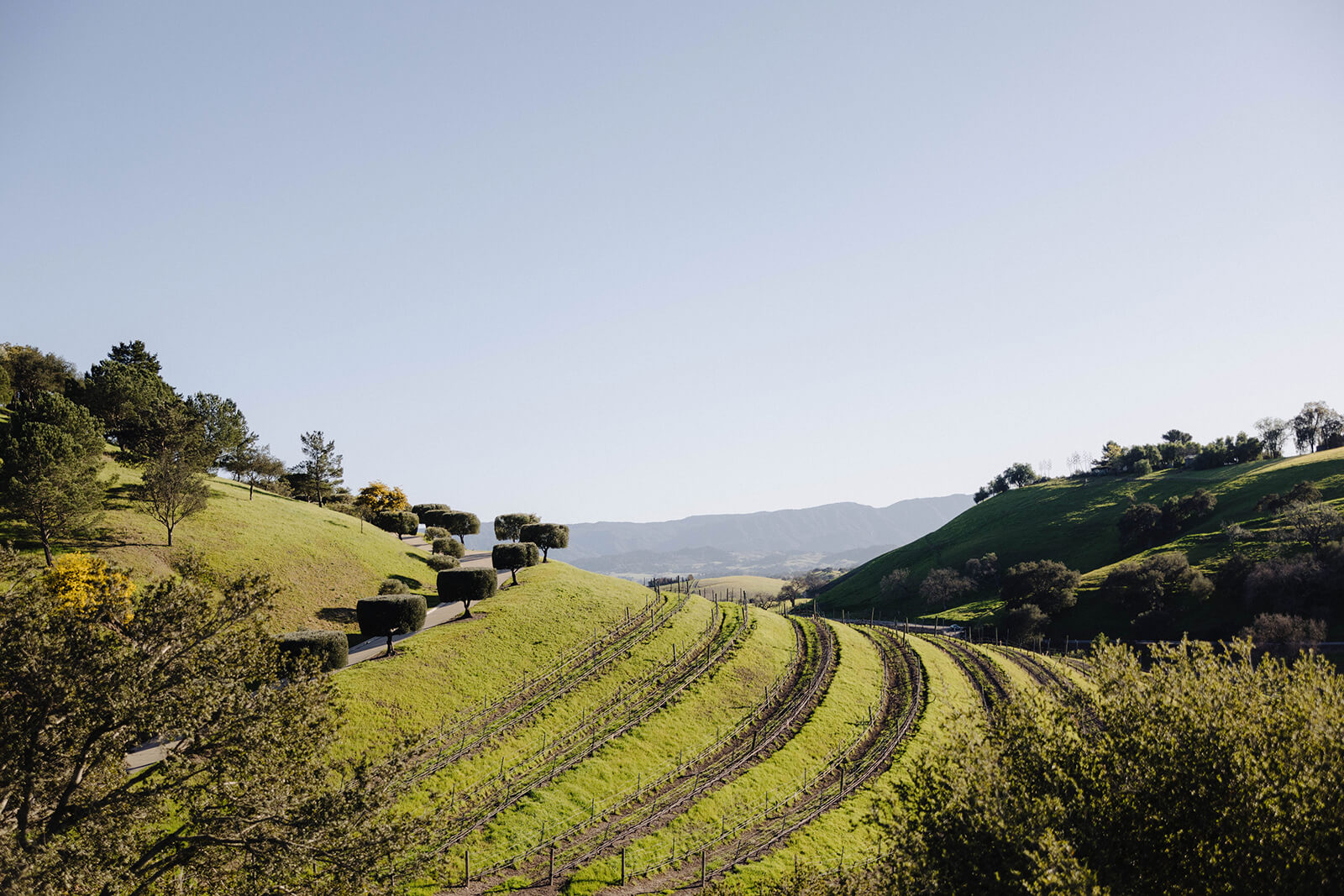 Hillside vineyard in the Santa Ynez Valley