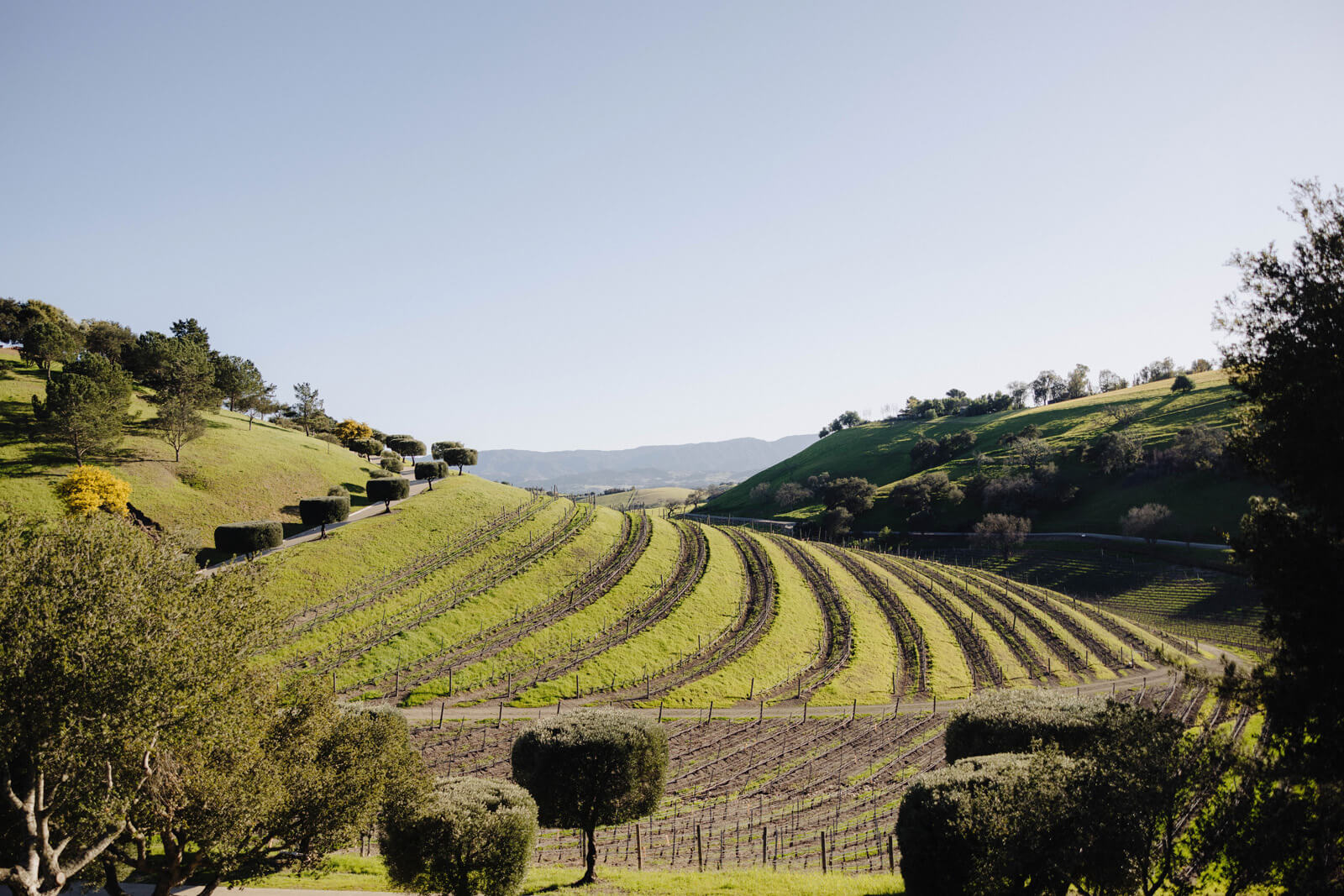 Wine Country Wine Country