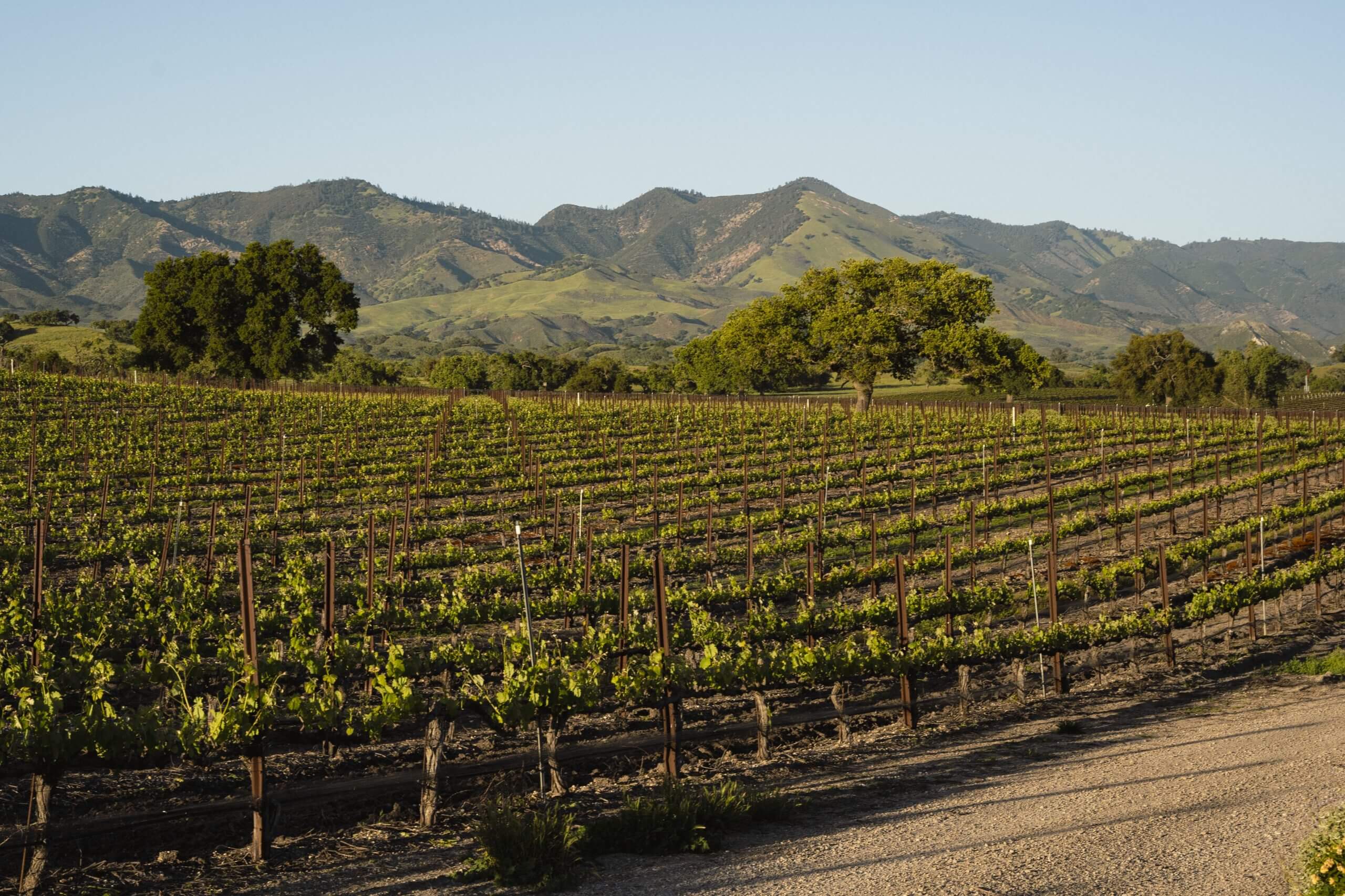 Wine Country Fess Parker vineyard in Los Olivos, CA