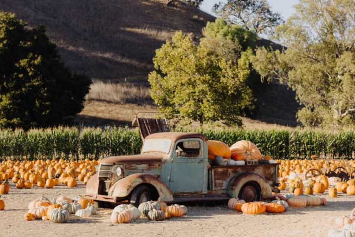 Solvang in the Fall: Fall Activities in Santa Ynez Valley